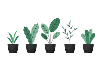 Plants in pot vector. Plants in pot icon vector on white background.