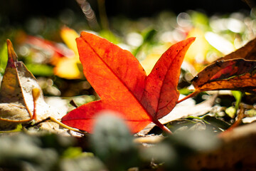 公園の紅葉と落ち葉