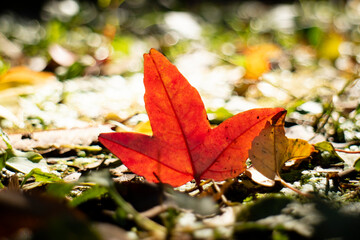 公園の紅葉と落ち葉