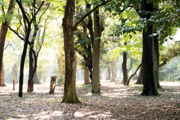 公園の紅葉と落ち葉