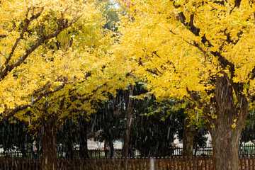 公園の紅葉と落ち葉