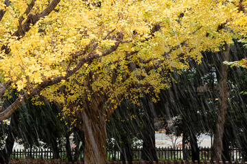 公園の紅葉と落ち葉