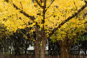 公園の紅葉と落ち葉