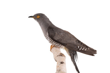 Cuckoo sitting on a birch branch isolated on white background