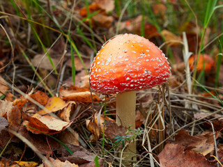 poisonous fly agaric in the woods
