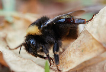Macro photo of a buff-tailed Bumblebee, pollinating and collecting nectar on a blue wild flower