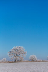 Winter Idyll In The North Of Germany