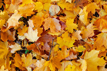 Autumn leaves on the ground