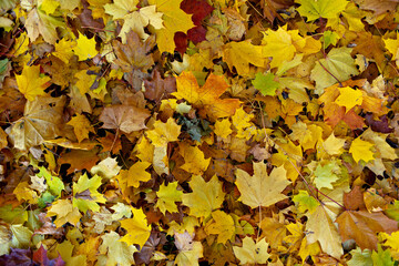 Autumn leaves on the ground