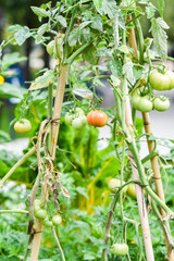 Organic tomatoes growing naturally in the garden. Healthy organic food.