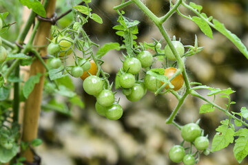 Organic tomatoes growing naturally in the garden. Healthy organic food.