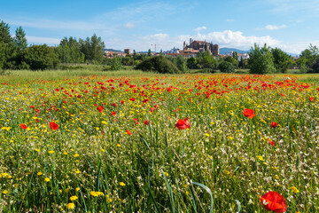 A meadow full of pretty red poppies and lovely yellow daisies during spring