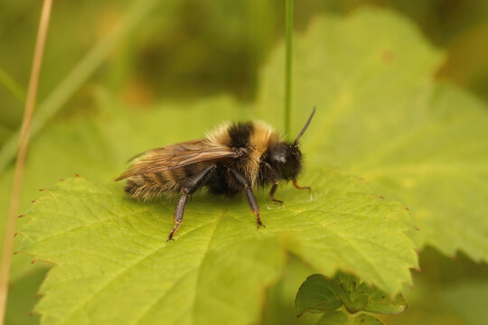 Closeup on a male Field cuckoo bumnble-bee Bombus campestris