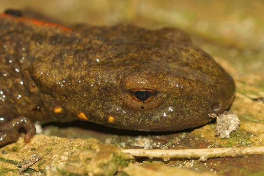 Closeup on the head of a female Chinese warty newt,  Paramesotriton chinensis