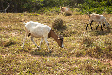 Beautiful horned goats eating in the field.