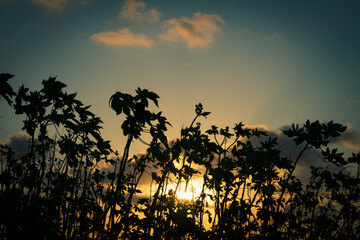 Obraz premium Silhouettes of some plants with the sunset light. Holiday landscape. Golden clouds in the sky. Selective focus.
