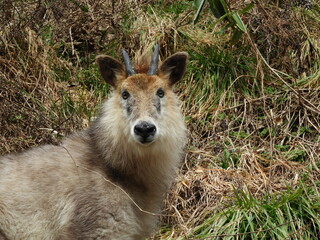 ニホンカモシカ