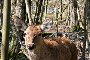muzzle of a female deer close-up