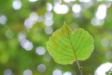 Green leaves background