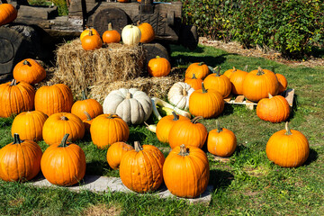 Kürbisdekoration bei hausen an der Zaber