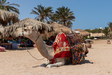 Dromedary camel sahara desert beach Sharm El Naga, Egypt