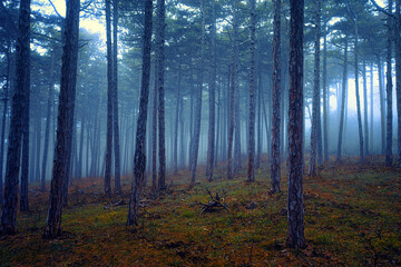 misty morning in autumn forest