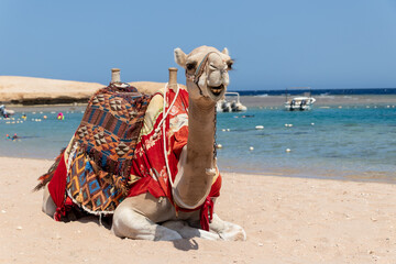 Camel is sitting at egyptian beach Sharm El Naga, beautiful blue sea and sky