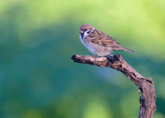 Tree sparrow (Passer montanus) adult bird perched isolated on green background