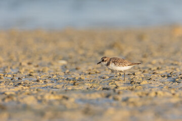 Kentish plover on the beach