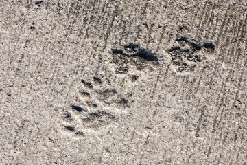 Paw prints in concrete