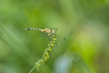 dragonfly on a twig of wild flowers