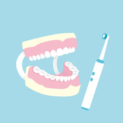 歯の模型　歯磨き指導　イラスト素材