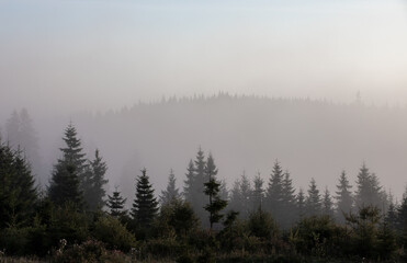 Eerie landscape of the misty woods of pine trees
