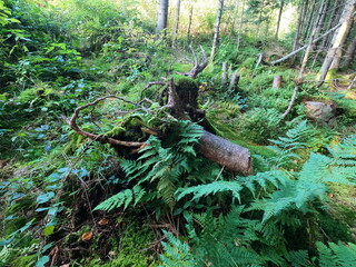 Carpatian  landscape. mountain and forest