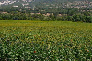 field of sunflowers, sunflowers facing back except for one.