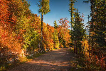 Colorful scenery in autumn nature. turistic road, warm morning light
