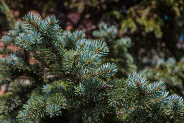 Blooming garden. A flower bed with bright shrubs and trees. Backyard lawn.