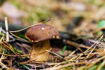 Champignon sous bois