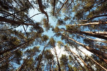 beautiful pine forest