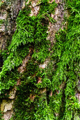 Mousse sur un tronc