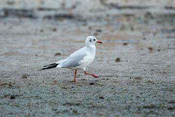 Larus melanocephalus - Mediterranean Gull, Adult Winter Plumage