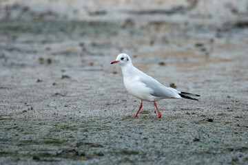 Larus melanocephalus - Mediterranean Gull, Adult Winter Plumage
