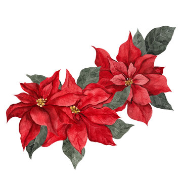 Watercolor illustration with red, white and graphic poinsettia, isolated on white background