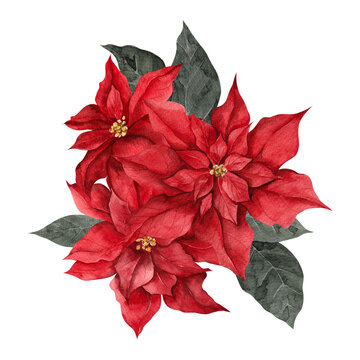 Watercolor Illustration With Red, White And Graphic Poinsettia, Isolated On White Background