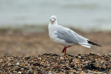 Larus melanocephalus - Mediterranean Gull, Adult Winter Plumage