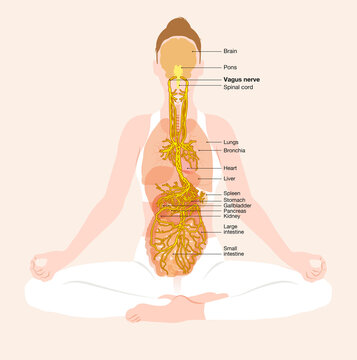 Vagus nerve, meditation, stomach pain, labeled illustration, diagram