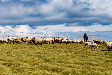 Romanian herder in the carpathian 