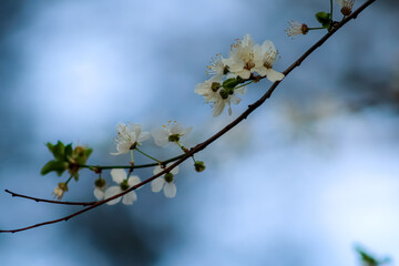 branch of a tree, spring 