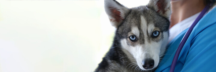 Veterinarian is holding beautiful husky dog with blue eyes in arms