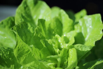 fresh green lettuce